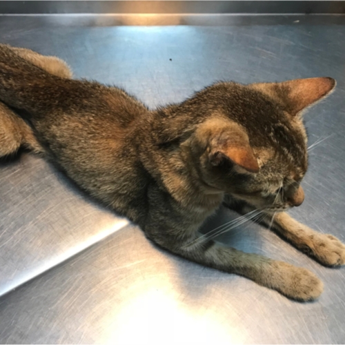 scrawny cat on an exam table