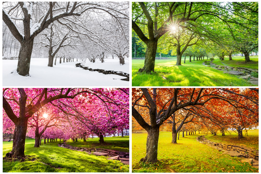 4 seasons