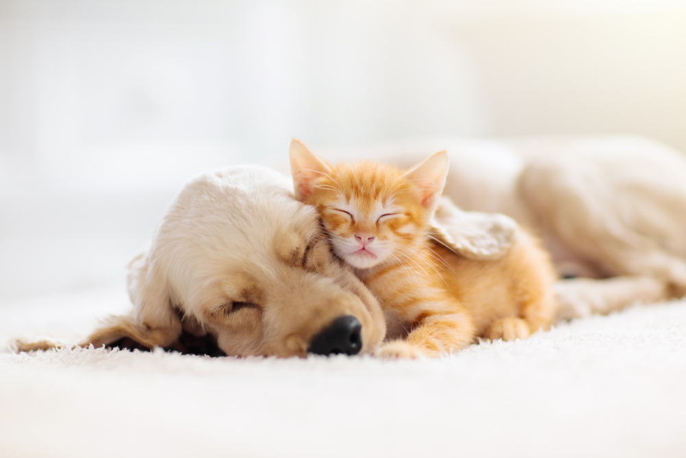 dog and cat lying together