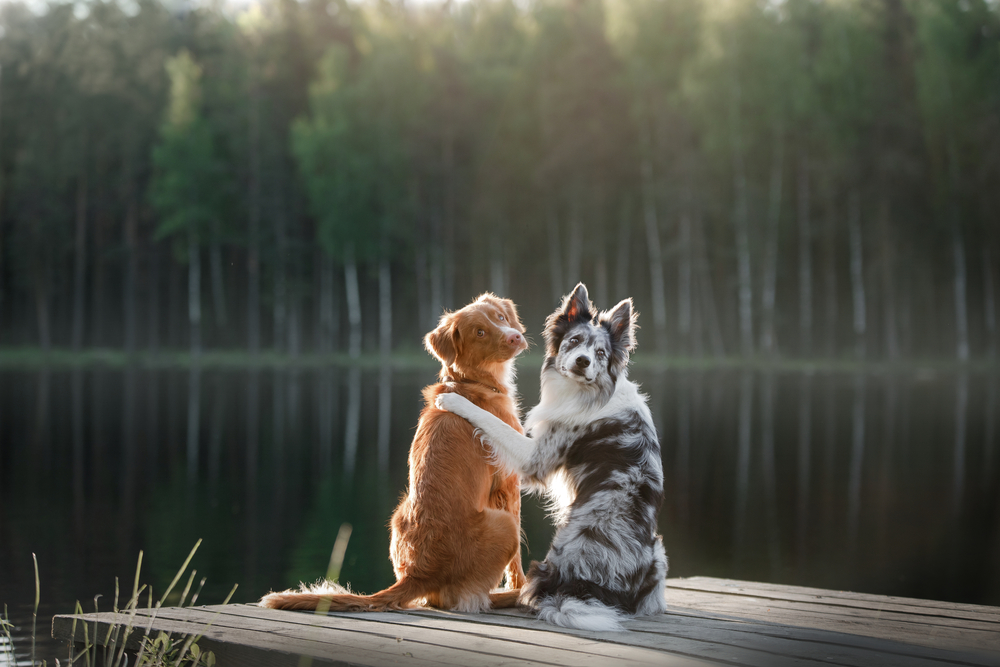 two dogs