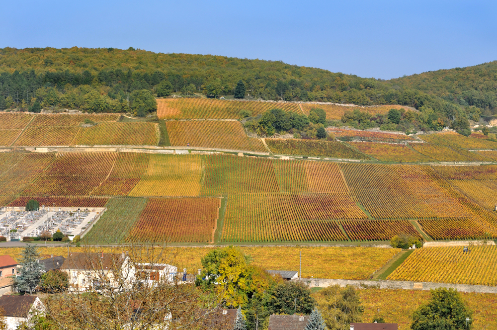 Vineyard in the Burgundy hillsides in autumn.