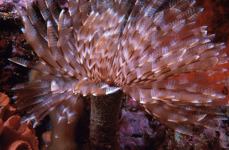  A feather duster worm or fan worm of the Polychaeta class. Image courtesy Wikipedia.