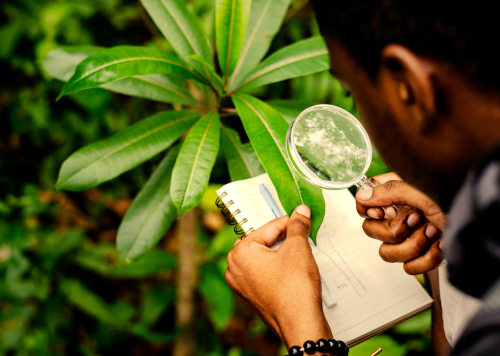 Biologist researching in the forest.