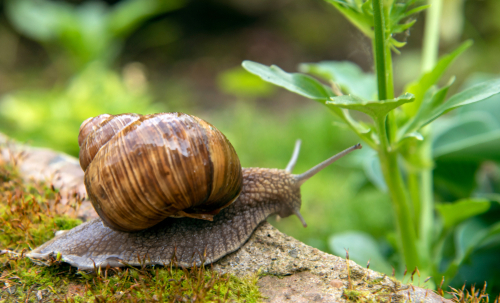 A series of photos 'One day in the life of snails'.Grape snail on a stone, on a blurred background.