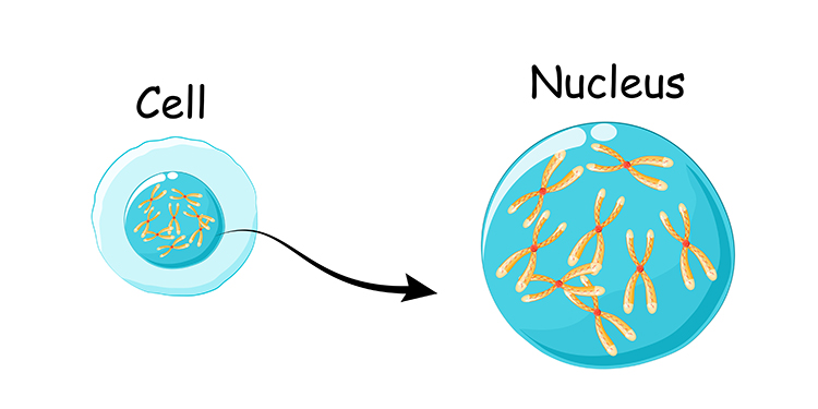 cell and nucleus illustration.