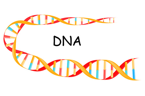 DNA segment illustration.