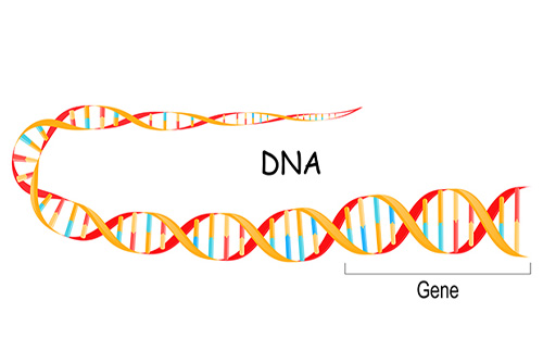 DNA segment illustration.
