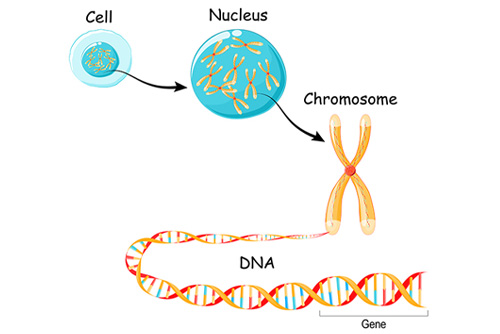 DNA segment illustration.