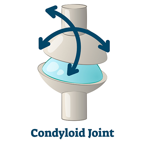 condyloid joint illustration.