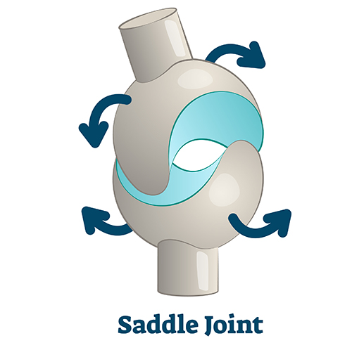 saddle joint illustration.