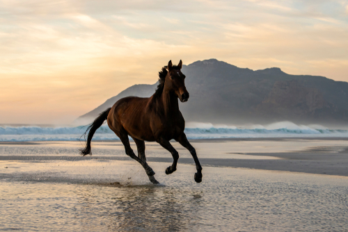 Dark Bay horse galloping in the water with the mountain in the background.