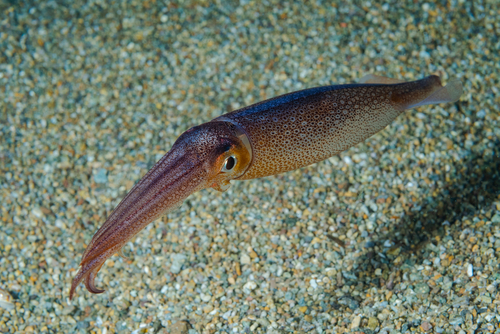 Japanise flying squid near bottom.