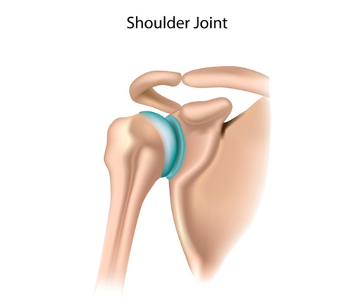 Shoulder anatomy illustration