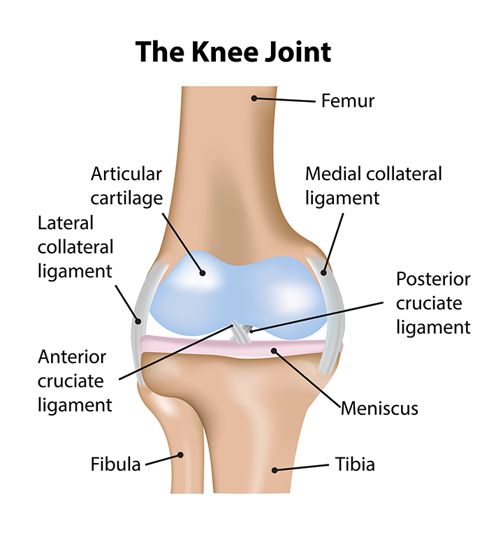 Knee Joint Labeled Diagram: Enter key opens full-screen view with caption; escape key exits full screen.
