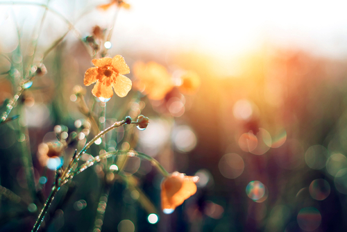 Morning summer or spring. Beautiful wildflowers with dew drops at dawn, light blur, selective focus. Shallow depth of field.