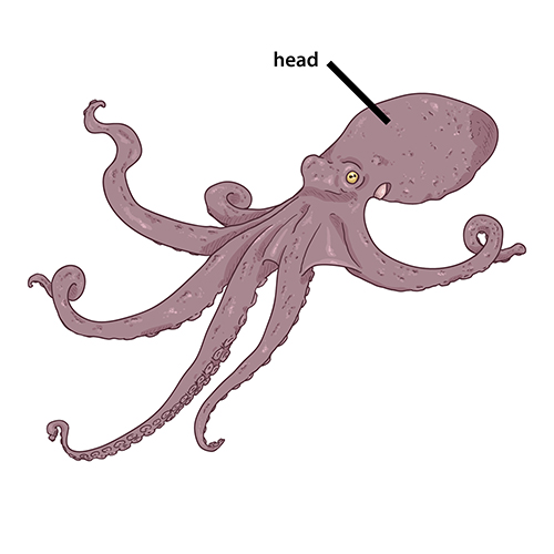 Vector Cartoon Octopus . Cephalopod Illustration.