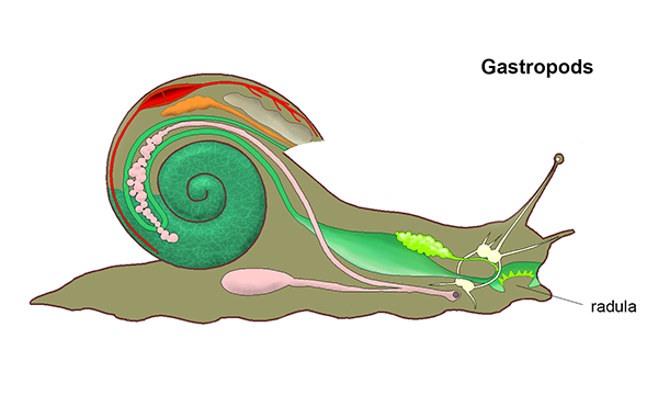 The molluscs. External and internal anatomy. Some examples of the groups: cephalopoda, gasteropoda and bivalves.