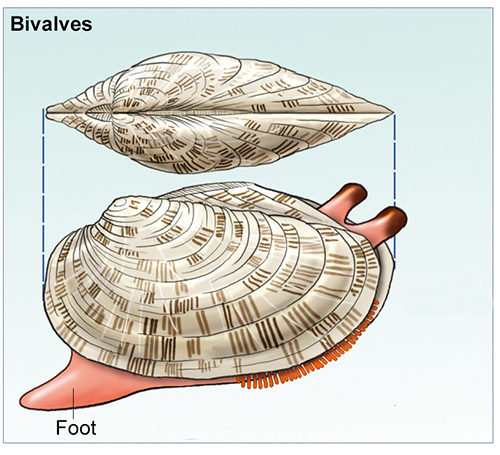 The molluscs. Bivalves. Externa anatomy. Some examples of the group.