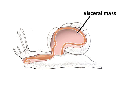 The molluscs. Gasteropoda. External and internal anatomy of the snail.