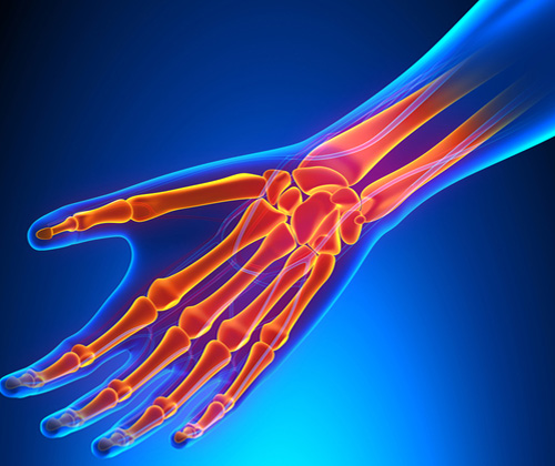 Wrist Anatomy with Circulatory System