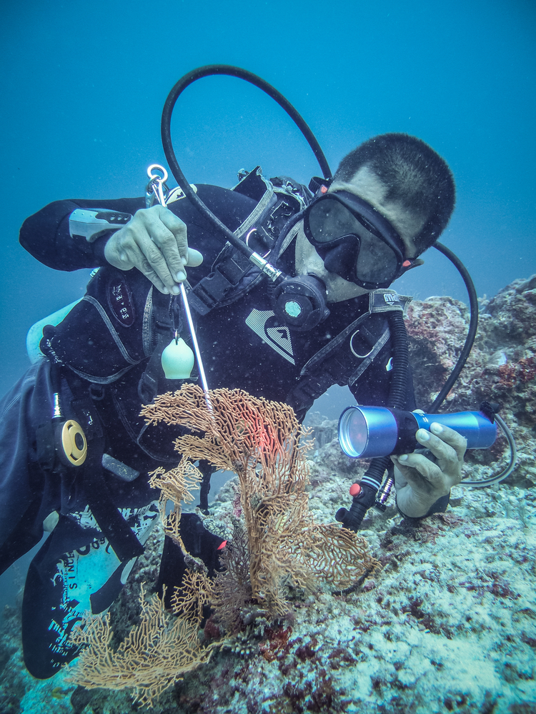 Sabah, Malaysia 19 March 2011 : Marine biologist checking coralreef on March 19 2011.