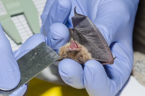 A wildlife biologist taking measurement of a bat.