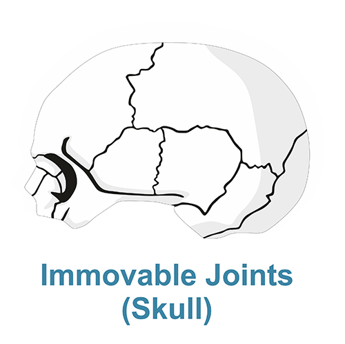 skull side, shows fixed joints illustration.