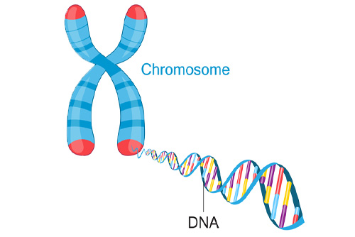Telomeres are protective caps on the end of chromosomes.