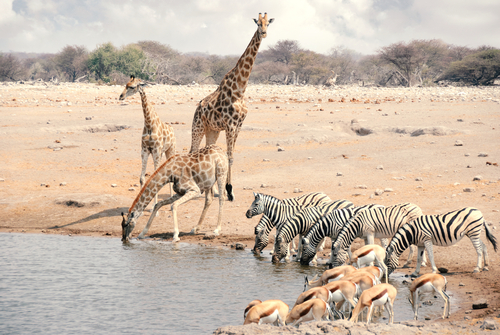 Giraffes, Zebra, and Springbok gather at a watering hole in Etosha National Park to drink in Namibia, Africa.