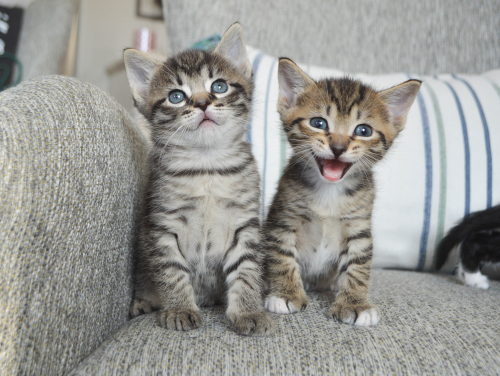kittens meowing