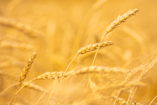 wheat