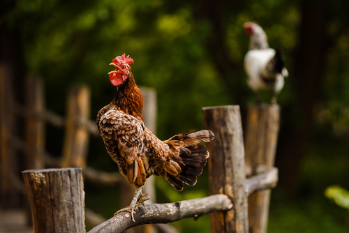 rooster on a fence