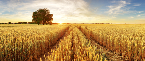 wheat field at sunset