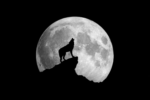 wolf, howling at the moon.