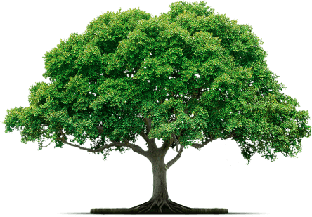 Green Loyalty program Banner 1