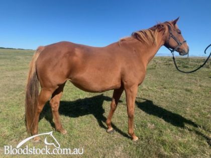 Bloodstock listing - MASTERCRAFTSMAN MARE IN FOAL - Vimarsana News