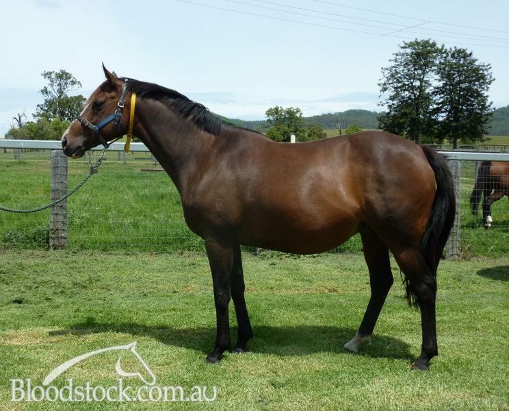 Bloodstock listing Proven commercial broodmare from champion sire