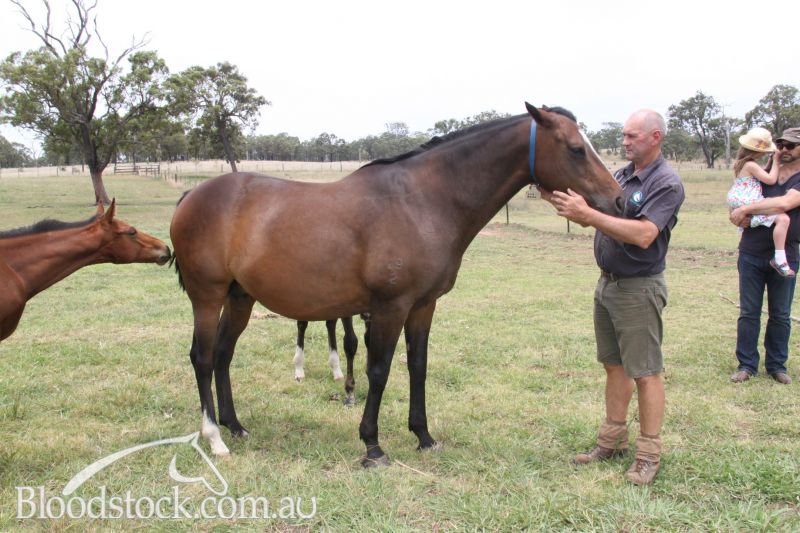 Bloodstock listing Proven commercial broodmare from champion sire