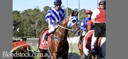 Bloodstock listing - Last start winner - Vimarsana News