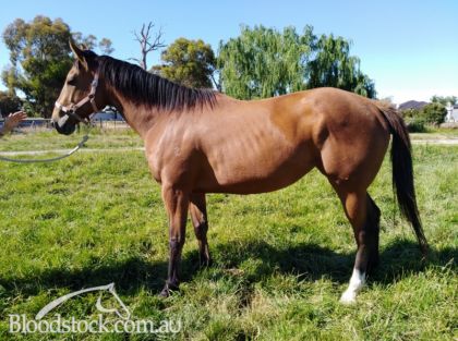 Big mare in foal to. Americain