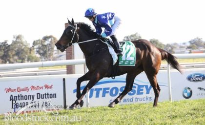 Bloodstock listing - Well Performed, nicely related Daughter of SO YOU THINK - Vimarsana News