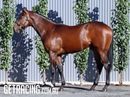 Bloodstock listing - FARNAN COLT - HALF-BROTHER TO GR.3 WINNER & GR.1 PLACED, SUNSETS - Vimarsana News