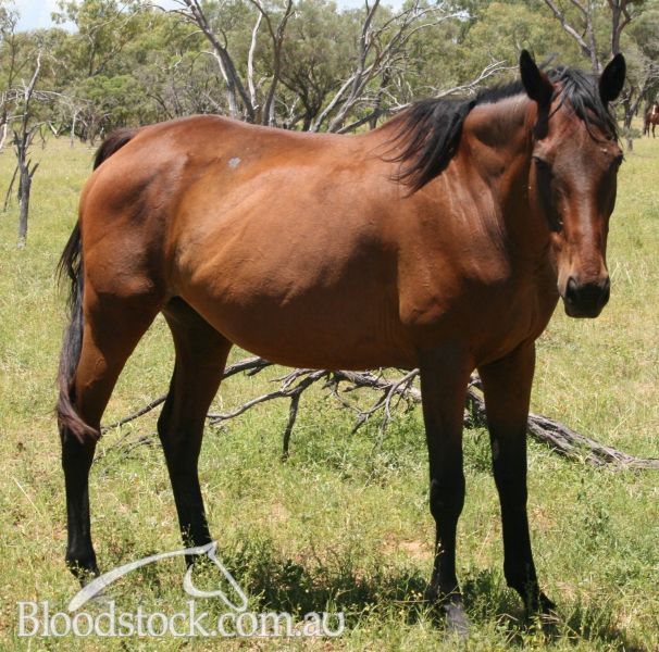 Bloodstock listing Same Broodmare sire as SO YOU THINK! Bloodstock