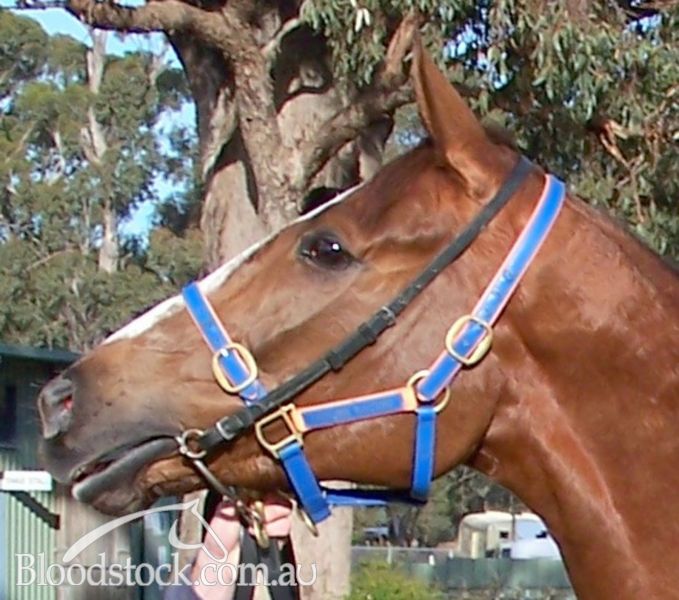 Bloodstock listing FLYING SPUR is one of our best broodmare sires