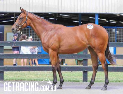 Bloodstock listing - "I AM INVINCIBLE" FILLY. DON'T LET THIS ONE SLIP THROUGH YOUR FINGERS. TRAINED BY GAI WATERHOUSE & ADRIAN BOTT - Vimarsana News