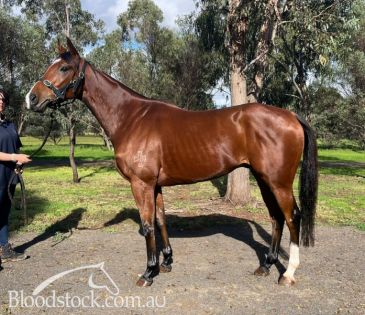 Bloodstock listing - Vic "Rating 72 City Winner - 4yo Gelding - 2nd 19/05 - RACE FIT! - Vimarsana News