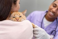 A implantação do microchip é feita de forma rápida e indolor. Gato no colo da sua dona junto de um veterinário.