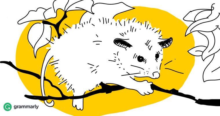 opossum