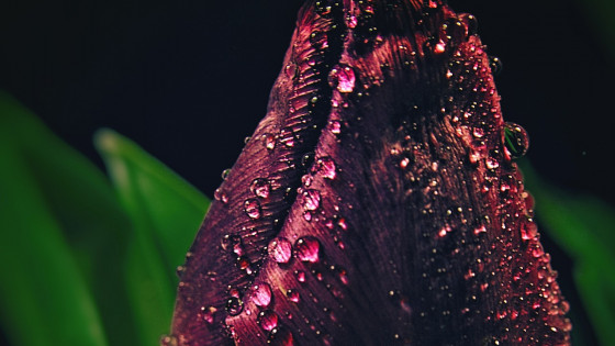 Är det här du efter Årsprogrammet?!" 🌟🔥😍❤️