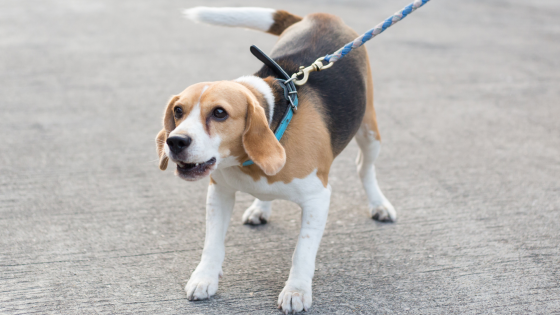 Why Your Dog Growls, Snaps, or Seems Unpredictable